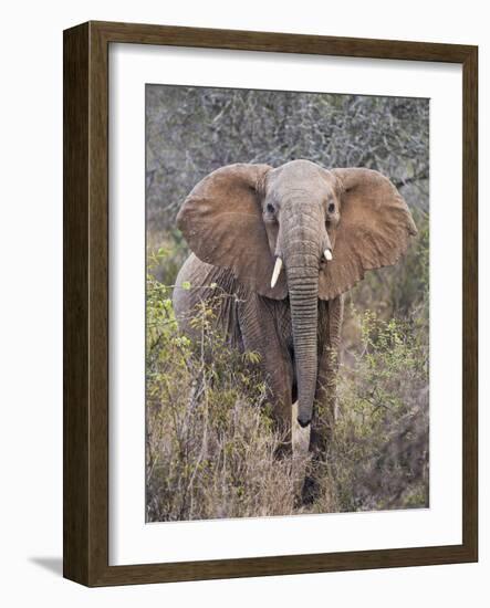 Kenya, Laikipia County-Nigel Pavitt-Framed Photographic Print
