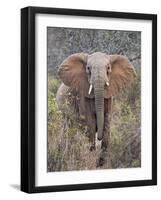 Kenya, Laikipia County-Nigel Pavitt-Framed Photographic Print