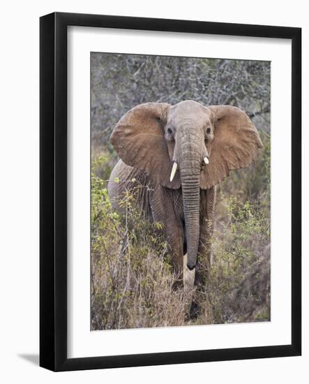 Kenya, Laikipia County-Nigel Pavitt-Framed Photographic Print