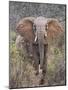 Kenya, Laikipia County-Nigel Pavitt-Mounted Photographic Print