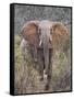 Kenya, Laikipia County-Nigel Pavitt-Framed Stretched Canvas