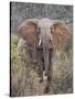 Kenya, Laikipia County-Nigel Pavitt-Stretched Canvas