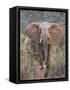 Kenya, Laikipia County-Nigel Pavitt-Framed Stretched Canvas