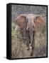 Kenya, Laikipia County-Nigel Pavitt-Framed Stretched Canvas