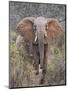 Kenya, Laikipia County-Nigel Pavitt-Mounted Photographic Print