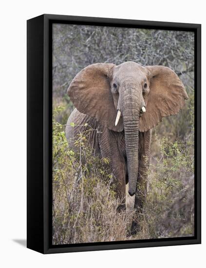 Kenya, Laikipia County-Nigel Pavitt-Framed Stretched Canvas