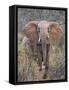 Kenya, Laikipia County-Nigel Pavitt-Framed Stretched Canvas