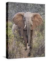 Kenya, Laikipia County-Nigel Pavitt-Stretched Canvas