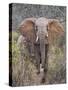 Kenya, Laikipia County-Nigel Pavitt-Stretched Canvas