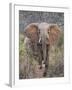 Kenya, Laikipia County-Nigel Pavitt-Framed Photographic Print