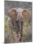 Kenya, Laikipia County-Nigel Pavitt-Mounted Photographic Print