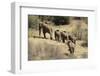 Kenya, Laikipia, Il Ngwesi, Family of Elephant in Single File-Thibault Van Stratum-Framed Photographic Print