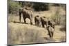 Kenya, Laikipia, Il Ngwesi, Family of Elephant in Single File-Thibault Van Stratum-Mounted Photographic Print