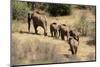 Kenya, Laikipia, Il Ngwesi, Family of Elephant in Single File-Thibault Van Stratum/Art in All of Us-Mounted Photographic Print