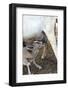 Kenya, Laikipia, Il Ngwesi, Goat Feeding Her Baby-Thibault Van Stratum-Framed Photographic Print