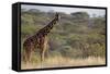 Kenya, Laikipia, Il Ngwesi, Reticulated Giraffe in the Bush-Anthony Asael-Framed Stretched Canvas