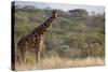 Kenya, Laikipia, Il Ngwesi, Reticulated Giraffe in the Bush-Anthony Asael-Stretched Canvas