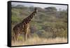 Kenya, Laikipia, Il Ngwesi, Reticulated Giraffe in the Bush-Anthony Asael-Framed Stretched Canvas