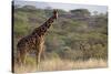 Kenya, Laikipia, Il Ngwesi, Reticulated Giraffe in the Bush-Anthony Asael-Stretched Canvas