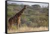 Kenya, Laikipia, Il Ngwesi, Reticulated Giraffe in the Bush-Anthony Asael-Framed Stretched Canvas