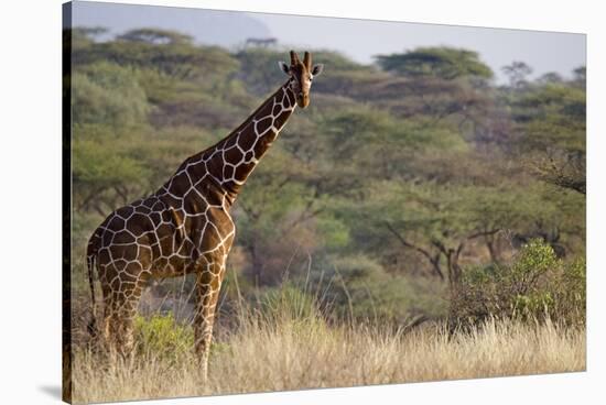 Kenya, Laikipia, Il Ngwesi, Reticulated Giraffe in the Bush-Anthony Asael-Stretched Canvas