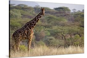 Kenya, Laikipia, Il Ngwesi, Reticulated Giraffe in the Bush-Anthony Asael-Stretched Canvas