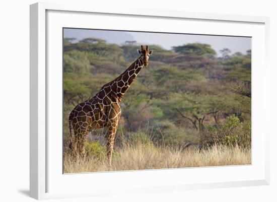 Kenya, Laikipia, Il Ngwesi, Reticulated Giraffe in the Bush-Anthony Asael-Framed Photographic Print