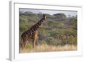 Kenya, Laikipia, Il Ngwesi, Reticulated Giraffe in the Bush-Anthony Asael-Framed Photographic Print