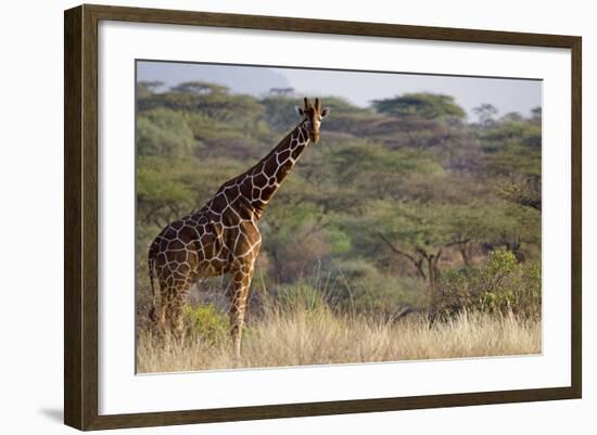 Kenya, Laikipia, Il Ngwesi, Reticulated Giraffe in the Bush-Anthony Asael-Framed Photographic Print