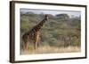 Kenya, Laikipia, Il Ngwesi, Reticulated Giraffe in the Bush-Anthony Asael-Framed Photographic Print