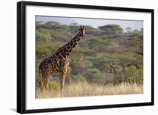 Kenya, Laikipia, Il Ngwesi, Reticulated Giraffe in the Bush-Anthony Asael-Framed Photographic Print