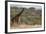 Kenya, Laikipia, Il Ngwesi, Reticulated Giraffe in the Bush-Anthony Asael-Framed Photographic Print