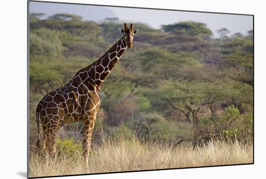 Kenya, Laikipia, Il Ngwesi, Reticulated Giraffe in the Bush-Anthony Asael-Mounted Photographic Print