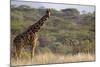 Kenya, Laikipia, Il Ngwesi, Reticulated Giraffe in the Bush-Anthony Asael-Mounted Photographic Print