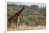 Kenya, Laikipia, Il Ngwesi, Reticulated Giraffe in the Bush-Anthony Asael-Framed Photographic Print