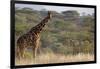 Kenya, Laikipia, Il Ngwesi, Reticulated Giraffe in the Bush-Anthony Asael-Framed Photographic Print