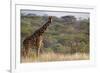 Kenya, Laikipia, Il Ngwesi, Reticulated Giraffe in the Bush-Anthony Asael-Framed Photographic Print