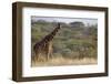 Kenya, Laikipia, Il Ngwesi, Reticulated Giraffe in the Bush-Anthony Asael-Framed Photographic Print