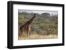 Kenya, Laikipia, Il Ngwesi, Reticulated Giraffe in the Bush-Anthony Asael-Framed Photographic Print