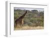 Kenya, Laikipia, Il Ngwesi, Reticulated Giraffe in the Bush-Anthony Asael-Framed Photographic Print