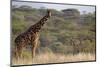 Kenya, Laikipia, Il Ngwesi, Reticulated Giraffe in the Bush-Anthony Asael-Mounted Photographic Print