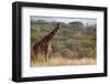 Kenya, Laikipia, Il Ngwesi, Reticulated Giraffe in the Bush-Anthony Asael/Art in All of Us-Framed Photographic Print