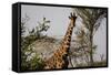 Kenya, Laikipia, Il Ngwesi, Reticulated Giraffes in the Bush-Anthony Asael-Framed Stretched Canvas