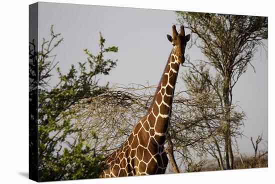 Kenya, Laikipia, Il Ngwesi, Reticulated Giraffes in the Bush-Anthony Asael-Stretched Canvas
