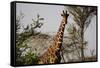 Kenya, Laikipia, Il Ngwesi, Reticulated Giraffes in the Bush-Anthony Asael-Framed Stretched Canvas