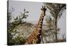 Kenya, Laikipia, Il Ngwesi, Reticulated Giraffes in the Bush-Anthony Asael-Stretched Canvas