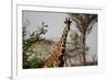 Kenya, Laikipia, Il Ngwesi, Reticulated Giraffes in the Bush-Anthony Asael-Framed Photographic Print