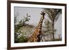 Kenya, Laikipia, Il Ngwesi, Reticulated Giraffes in the Bush-Anthony Asael-Framed Photographic Print