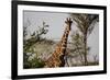 Kenya, Laikipia, Il Ngwesi, Reticulated Giraffes in the Bush-Anthony Asael-Framed Photographic Print