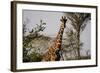 Kenya, Laikipia, Il Ngwesi, Reticulated Giraffes in the Bush-Anthony Asael-Framed Photographic Print